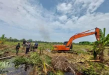 Illegal Palm Oil Cleared to Save North Sumatra’s Mangrove Sanctuaries