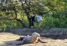 Indonesia and Japan Strengthen Komodo Conservation via Surabaya Zoo Partnership