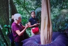 Rare Giant Corpse Flower Blooms in Agam, Drawing Global Tourists to West Sumatra