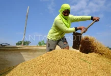 Indonesia Eyes Global Food Dominance as National Reserves Surge Threefold