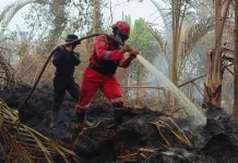 Smoke Still Rising, Teams Intensify Peat Fire Extinguishing Efforts in Riau
