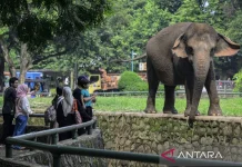 Ragunan Exceeds Target With Over 119,000 Easter Visitor
