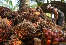 Indonesia Allocates 3.5 Million Tons of CPO for B50 Implementation