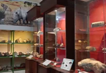 BRIN Discovers 1.8 Million-Year-Old Fossils at Bumiayu Archaeological Site