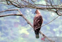 New Eagle Garda Nusantara Symbolizes Indonesia's Nature Conservation