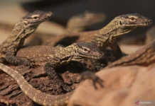 Young Komodo Dragon Rescued After Entering Residential Area in East Manggarai