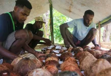 Merauke Farmers Trained to Produce Export Quality Copra