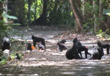 WWF Calls for Overhaul of Forest Financing to Meet Sustainability Goals