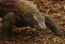 BBKSDA NTT Monitors Wild Komodo Movements in East Manggarai