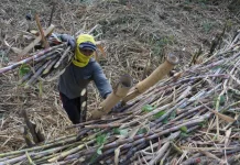 Indonesia’s Sugar Production Rises to 2.67 Million Tons in 2025: BPS