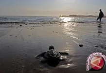 Belitung Strengthens Sea Turtle Conservation to Secure UNESCO Status
