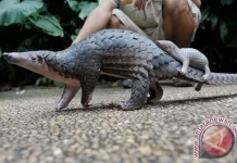 Authorities Seize 22 kg of Pangolin Scales in Medan