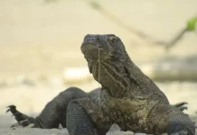 Police Dismantle International Ring Smuggling Komodo to Thailand