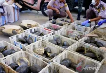 Quarantine Authorities Shield Endangered Turtles from Illegal Trade Network