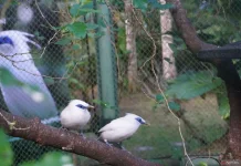 Twelve Bali Starlings Released into the Wild to Bolster Endemic Populations
