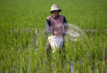 Indonesian Researcher Explores Greener Path to Fertilizer Production