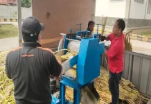 BRIN Unveils Sorghum-Based Granulated Sugar Technology to Boost Farmer Income