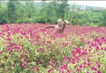 Beta Agrowisata Goes Viral With Aesthetic Mountain Floral Landscapes