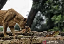 Bandung City Administration Recruits New Management for Bandung Zoo
