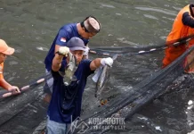 Jakarta Governor Orders Citywide Cleanup of Invasive Suckermouth Catfish
