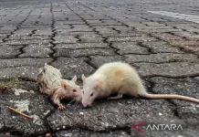 BRIN Warns of Potential Plague Reemergence in Indonesia