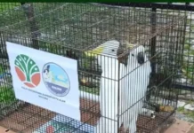 BKSDA Maluku and BRIN Release Rescued Cockatoos into Karangguli Customary Forest