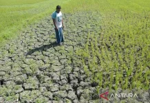 BMKG Dismisses Misleading Terms in 2026 Dry Season Forecast
