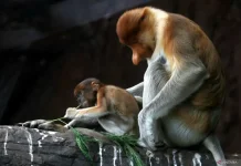 Batu Secret Zoo Monitors Growth of Newborn Proboscis Monkey