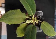 BRIN Discovers Three New Endemic Homalomena Species in Sumatra