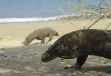 Labuan Bajo Promotes Mainland Tourism Amid Komodo Visitor Limits