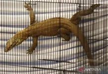 East Java Police Bust Syndicate Smuggling Komodo Dragons and Wildlife