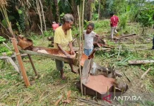 Ministry of Law Pushes for Sago Certification via Papua Sago Festival