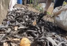 Invasive Suckermouth Catfish Threatens Jakarta’s Water Ecosystems