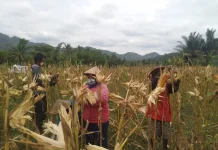 President Prabowo’s Three New Policies to Boost Food Security