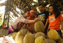 Indonesian Frozen Durian Exports to China Reach 4,077 Tons This Year