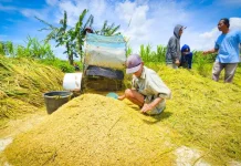Indonesia Confirms Food Security Amid El Nino Concerns