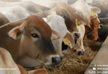 Garlic-Based Innovation Shows Promise in Cutting Livestock Methane Emissions