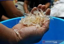 Navy Thwarts USD 145K Lobster Seed Smuggling Attempt in Cilacap