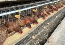 Indonesian Poultry Exports to Reach 545 Tons by 2026: Govt