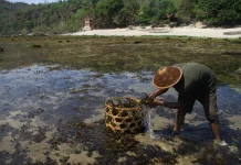 Cassava and Seaweed Can Be Used for Bioplastics: Lawmaker