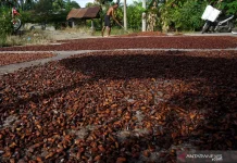 Govt Accelerates Cocoa Industry Downstreaming Through Product Export
