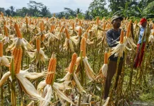 Pertamina-Toyota Partnership Boosts National 2G Bioethanol Development