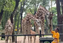 Ragunan Park Adopts Five Freedoms for Animal Welfare