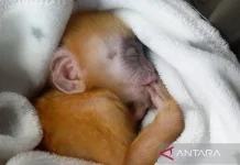 BKSDA Bali Rescues Protected Kite and Infant Javan Langur