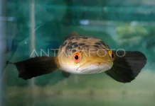 BRIN Drives Snakehead Fish Downstream Industry for Health and Economy