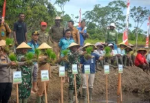 Nabire Regency Cultivates Biofortified Rice to Combat Stunting