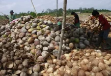 Youth Entrepreneurs Drive South Sumatra’s Coconut Exports to Global Markets
