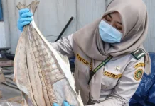 15 Tons of Indonesian Salted Fish Approved for Export After Quality Checks