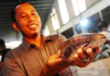 BRIN: Snakehead Fish Potent for Health and Food Independence (sudah ada)