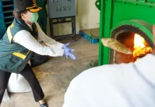 Banten Quarantine Destroys Invasive Weeds from Australian Wheat